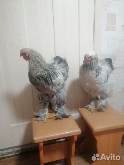 Петух брама