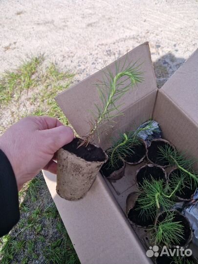 Саженцы ели зкс от производителя