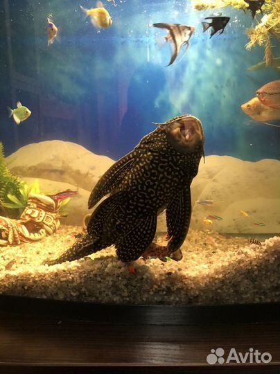 Парчовый сом