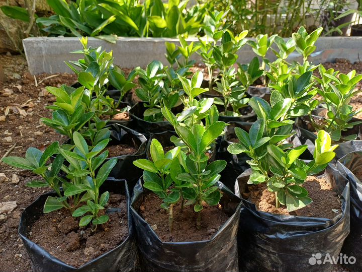 Бересклет зеленый