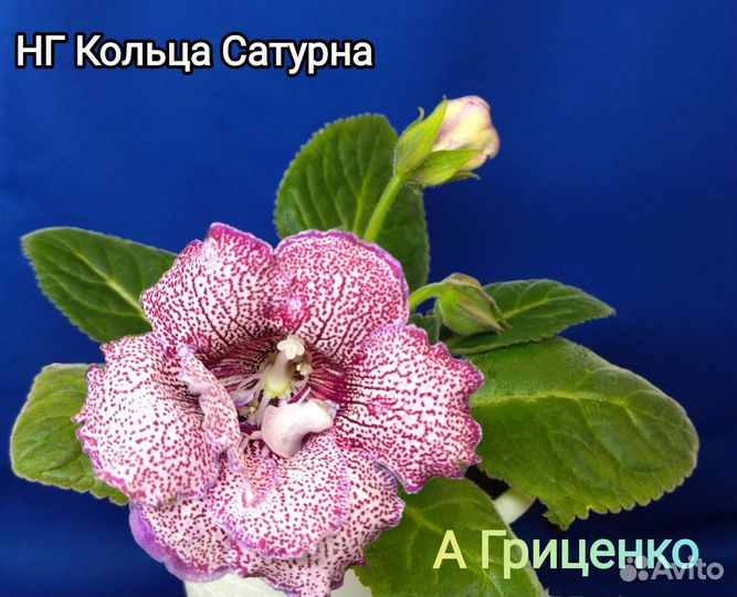 Пеларгонии, глоксинии, фуксии