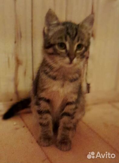 Котенок-девочка в дар