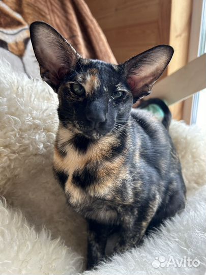 Ориентальная кошка