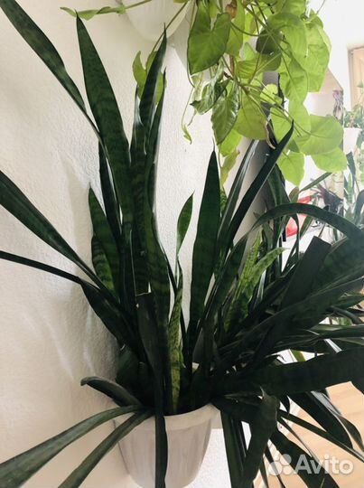 Сансевиерия щучий хвост 50-80см 6 кашпо, каждый по