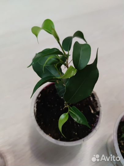 Продам фикус Бенджамина
