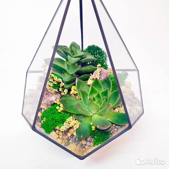Флорариум с суккулентами 