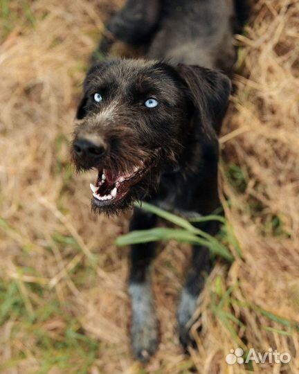 Собака в добрые руки