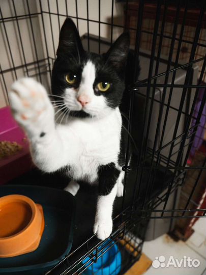 Котенок маркиз девочка – в дар