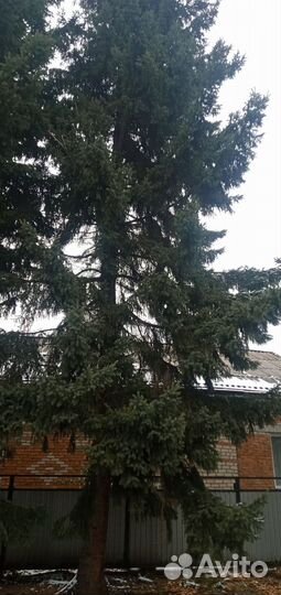 Ель живая