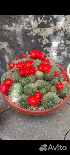 Суккуленты.Кактусы -цветуны