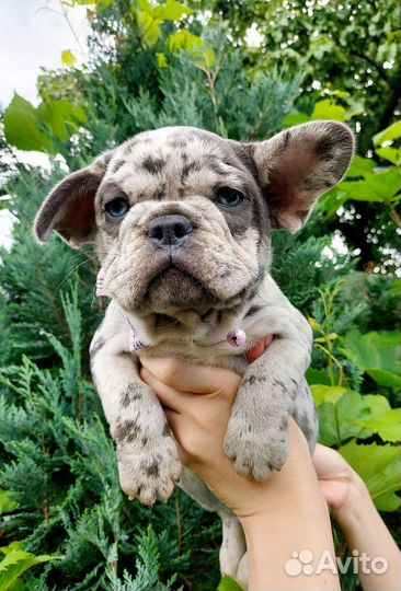 Француженка голубоглазое чудо