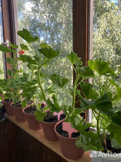 Пеларгония сортовая