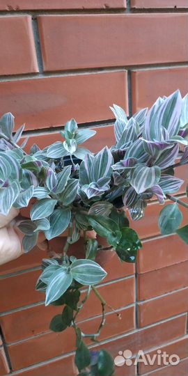 Традесканция, спатифилум, денежное дерево