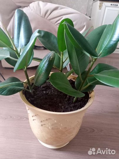 Фикус каучуконосный большой