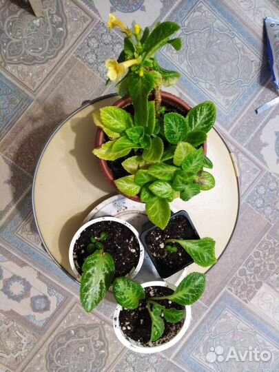 Эписции детки