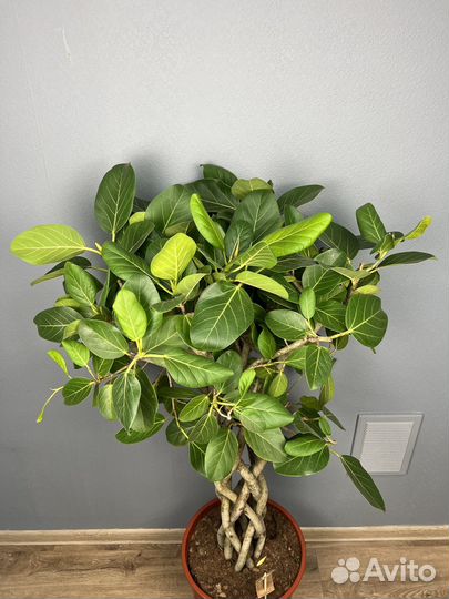 Фикус бенгальский одри H 140