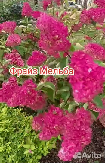 Гортензия Окс