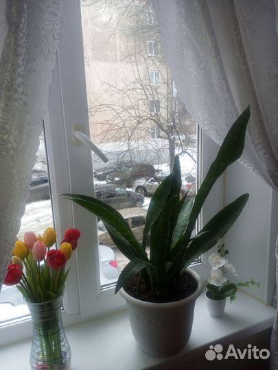 Сансевиерия дракон