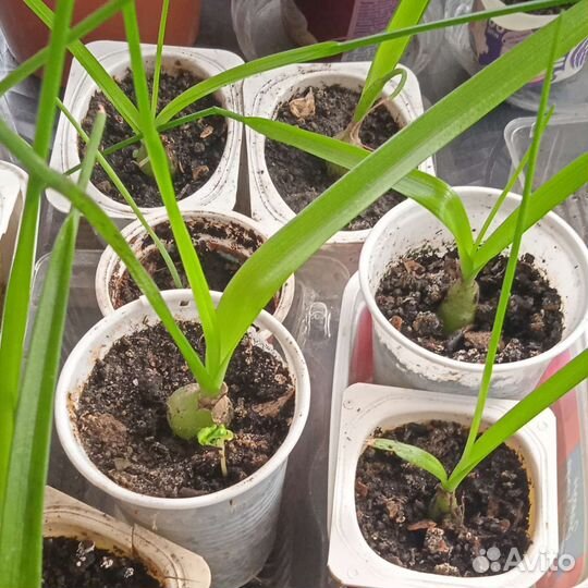 Индийский лук