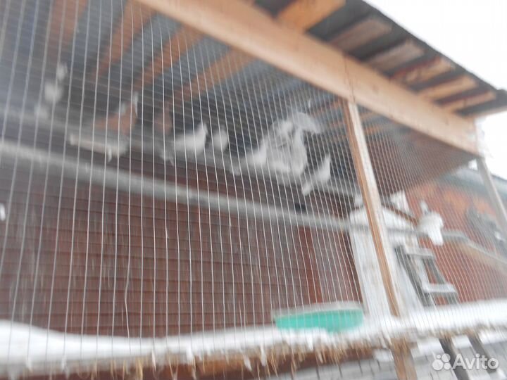 Голуби белые