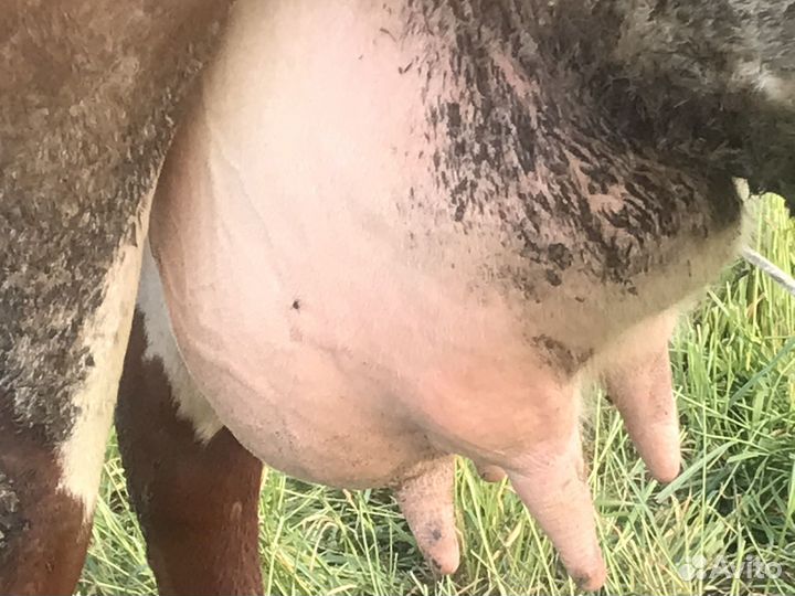 Продажа коров