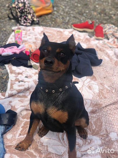 Вязка цвергпинчер