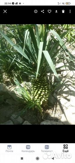 Юкка садовая