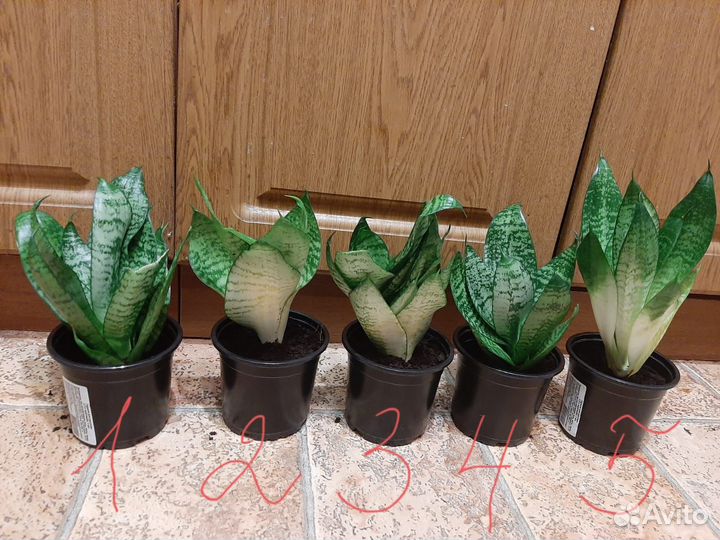 Сансевиерия 10 отростков