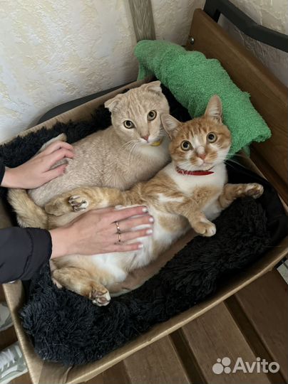 Коты отдам в добрые руки