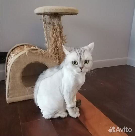 Стрижка кошек на выезде