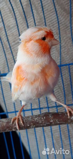 Кенара певчие