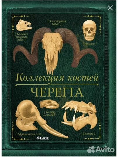 Коллекция костей. Черепа. Clever