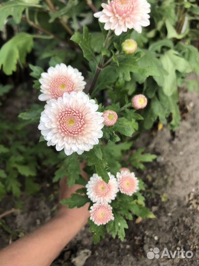 Хризантема