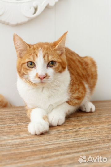 Молодой котик