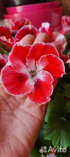 Герань пеларгония Оранжевая