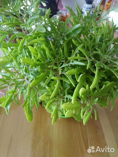 Каланхоэ рассечённое