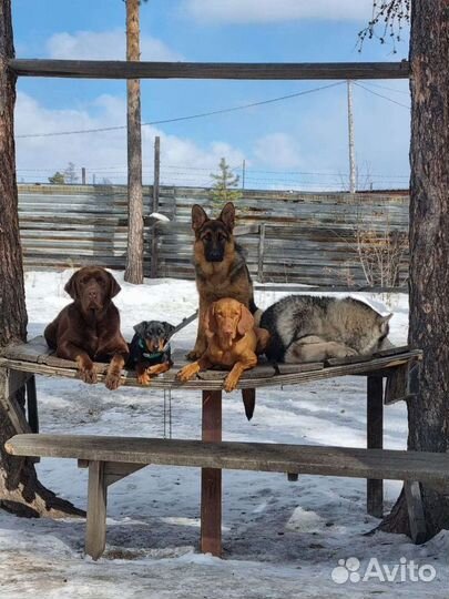 Гостиница для животных