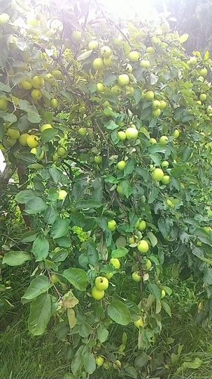 Участок 30 сот. (СНТ, ДНП)