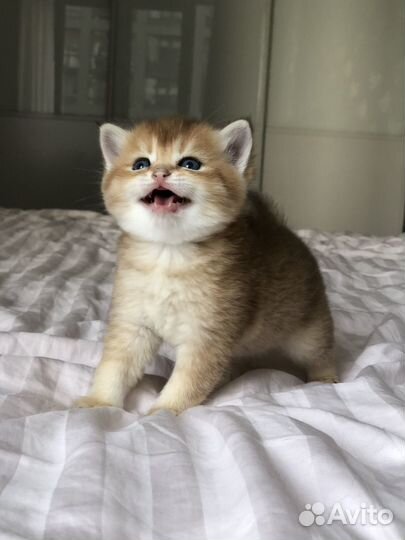 Золотая шиншилла