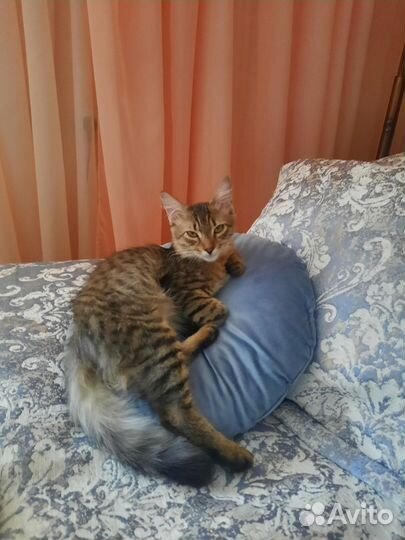 Капитошка ищет дом