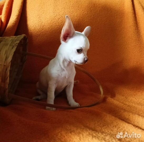 Чихуахуа, щенки