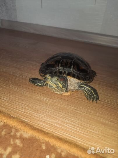 Черепаха