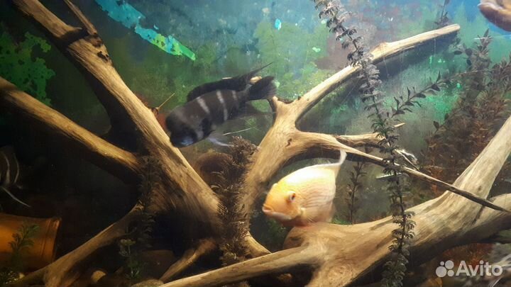 Украшения для аквариума