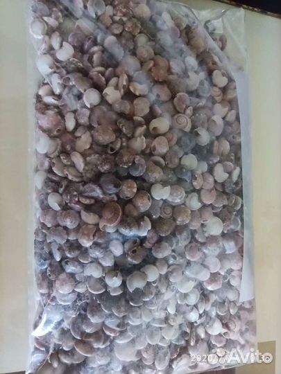 Ракушки морские