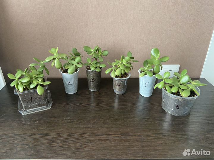 Денежное дерево, фикус, кротон