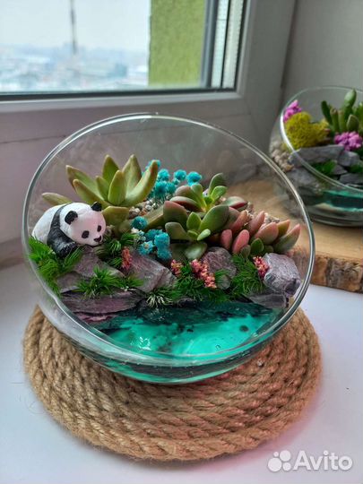 Флорариум замечательный 12 см
