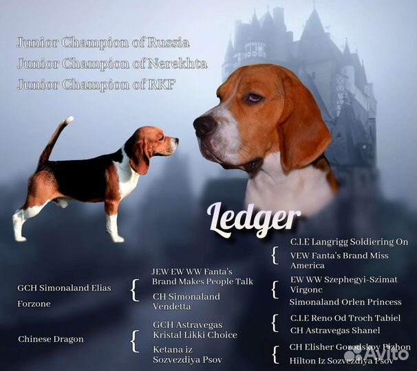 Бигль вязка