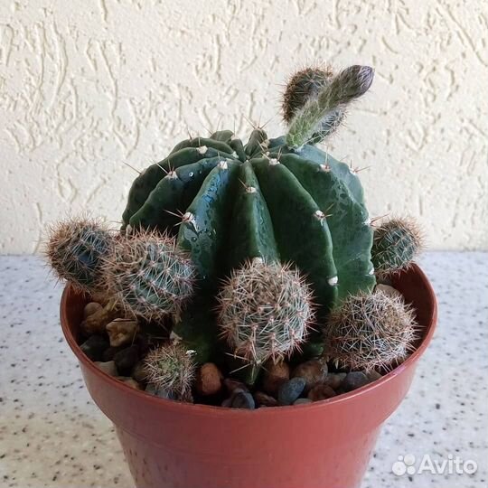 Суккуленты - детки кактуса Echinopsis oxigona