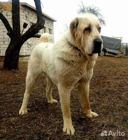 Кобель сао вязка