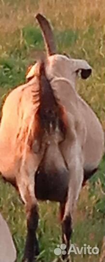 Дойные и годовалые козы